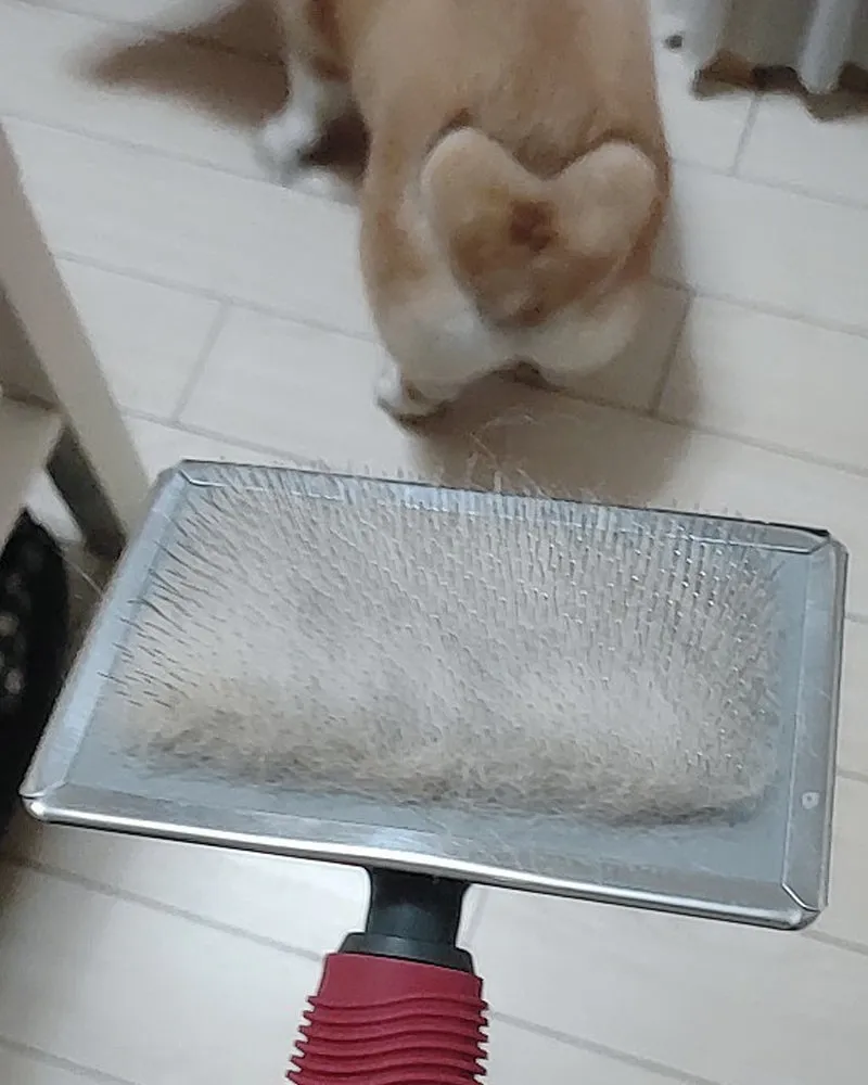 GLOSSONLY Brushes for pets-Special Pet Artifact for Short and Long Hair