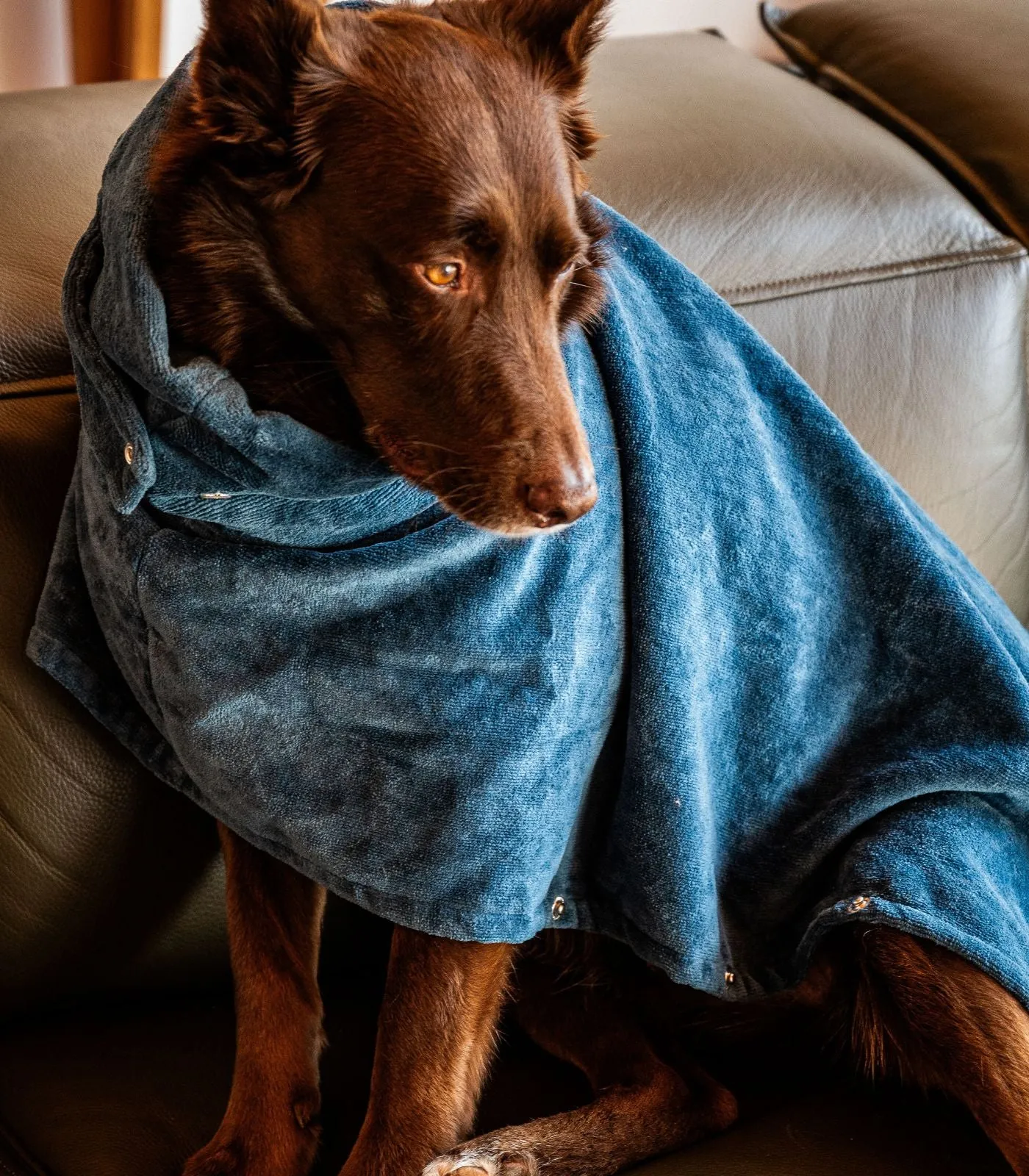 Pet Towel